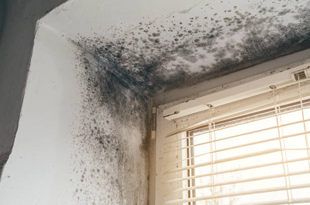 Affordable Mold Cleanup solutions in Aurora, IL